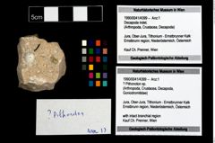 Foto (Objekt + Etikett) von ? Pithonoton sp.  (NHMW-GEO-1990-0041-4399)
